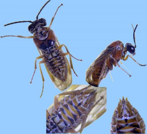 Réf. 253 202 : Periclista albida